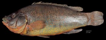 Media type: image;   Ichthyology 29335 Aspect: lateral